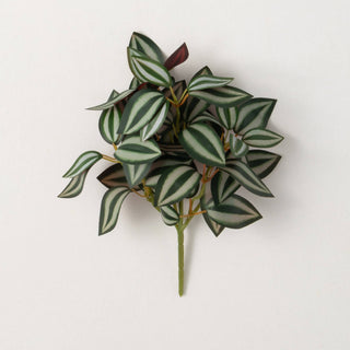 Tradescantia Inch Plant Branch Sullivans Home Decor