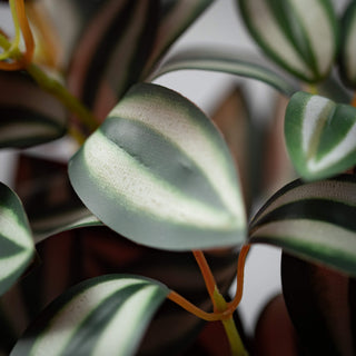 Tradescantia Inch Plant Branch Sullivans Home Decor
