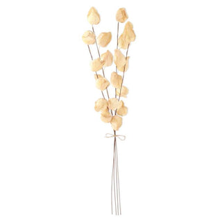 Cream Chinese Lantern Bundle (4 Stems)  K&K