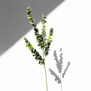 Eucalyptus Spray  PD Home