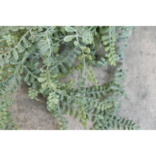 Long Leaf Fern  PD Home