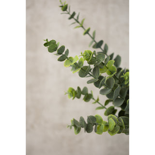 Eucalyptus Spray  PD Home