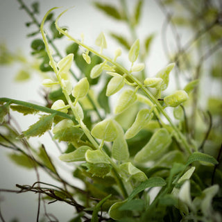 Fern/Twig Pick Sullivans Home Decor