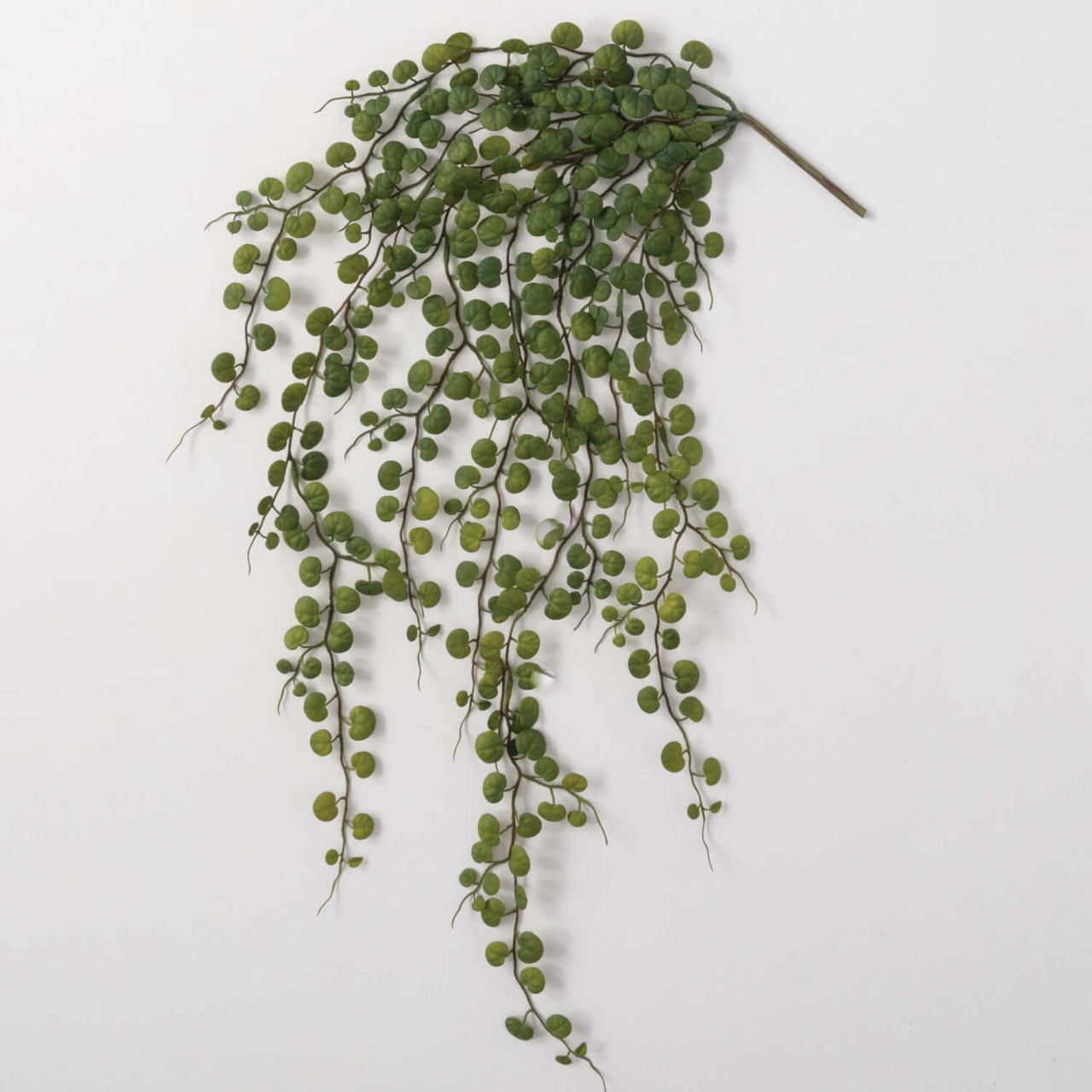 Hanging Leaf Bush  Sullivans   