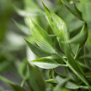 Ruscus Bush  Sullivans   