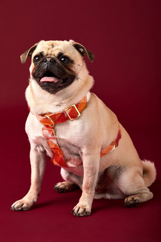 Pumpkin Spice Flannel Harness The Foggy Dog