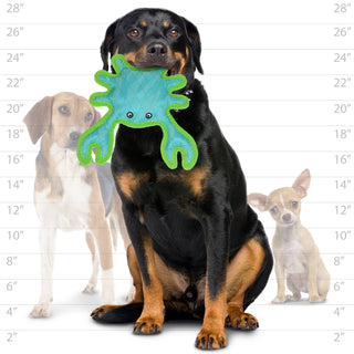 DuraForce Crab Tiger dog toy, blue/green, squeaky and durable