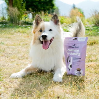 Calming dog chews by Ready Pet Go in a purple bag beside a happy white-and-tan dog outdoors
