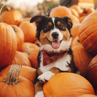 Cider Plaid Flannel Fall Dog Bandana The Foggy Dog