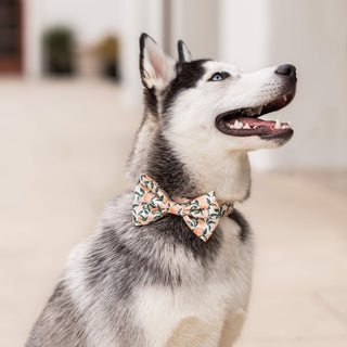 Peaches and Cream dog bow tie on a husky with peach and green leaf pattern