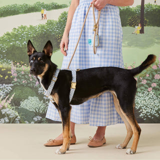 Sky blue gingham dog waste bag holder that clips onto a leash.