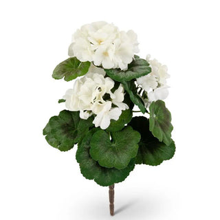 White geranium bush with lush green leaves and white blooms