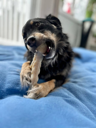 Hard Chew Nylon Antlers - Made in the USA Spunky Pup