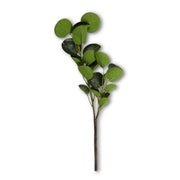 Double Branch Eucalyptus Stem  K&K   