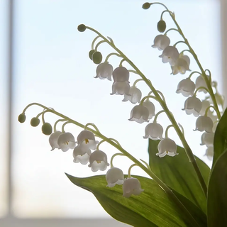 White Real Touch Lily of the Valley bundle, artificial flowering plant with bell-shaped blooms