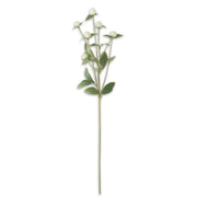 Thistle Spray K&K White