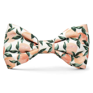 Peaches and Cream Dog Bow Tie with peach floral pattern on white cotton fabric