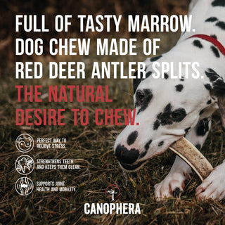 Dog chew made of red deer antler splits, natural antler chew for dogs