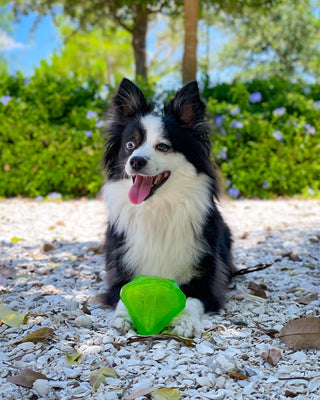 Squeaky Gems! - Diamond and Heart Squeakers Spunky Pup