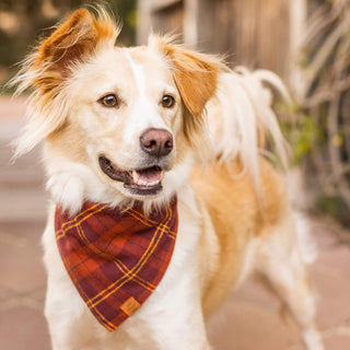 Cider Plaid Flannel Fall Dog Bandana The Foggy Dog