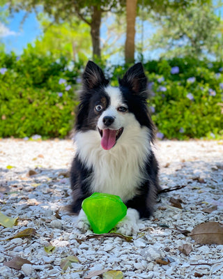 Squeaky Gems! - Diamond and Heart Squeakers Spunky Pup