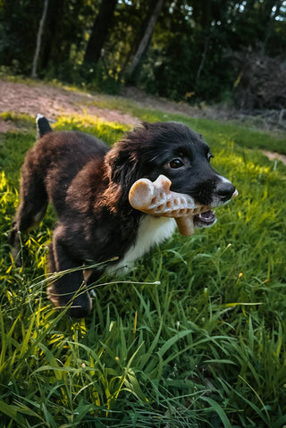 Hard Chew Nylon Antlers - Made in the USA Spunky Pup