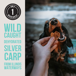 The Only Dehydrated Silver Carp Dogs Need Natural Rapport