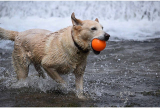 Fetch and Glow Ball Spunky Pup