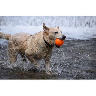 Fetch and Glow Ball by Spunky Pup, orange ball held in mouth as wet dog splashes through water