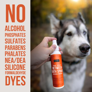 The Only Between Bath Spray for Dogs Apple & Pumpkin bottle with orange label held by hand beside a dog