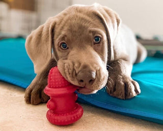 Double Wall Hydrant - Made in the USA Spunky Pup