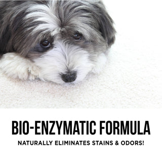The Only Pet Stain & Odor Remover You Need Natural Rapport