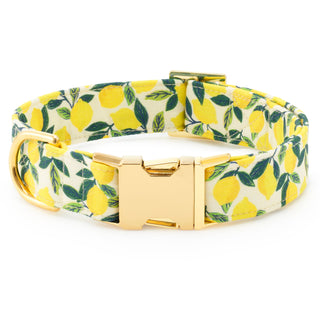 Lemon Zest Dog Collar Dapper The Foggy Dog