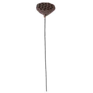 Brown Lotus Seedpod Stem K&K
