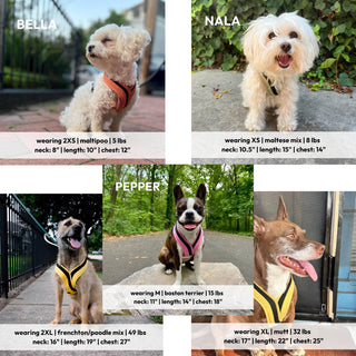 #04231 - Escape Free Comfort X One Harness Gooby