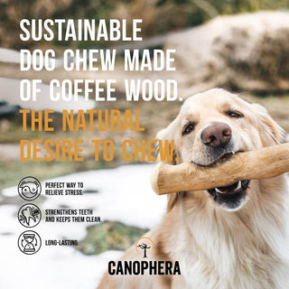 Dog chew stick made of coffee wood, brown; sustainable natural chew for dogs