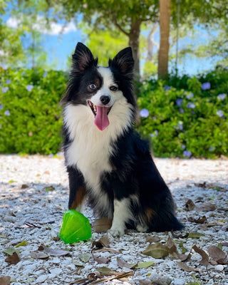 Squeaky Gems! - Diamond and Heart Squeakers Spunky Pup