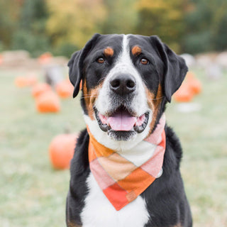 Pumpkin Spice Flannel Fall Dog Bandana The Foggy Dog