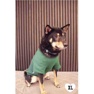 MINI PUMPKIN pet graphic sweatshirt, green fabric, size XL, worn by a dog