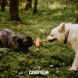 Dog chew made of coffee wood and coconut rope tugged between two dogs in a forest