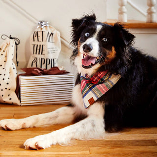 Regent plaid flannel holiday dog bandana worn by a smiling dog