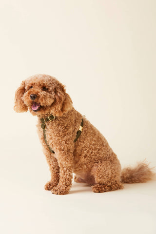 Olive Dog Harness The Foggy Dog