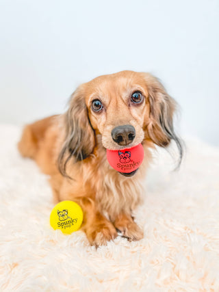 Fetch and Glow Ball Spunky Pup