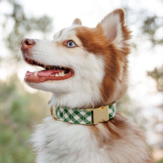 HTH x TFD Mini Gingham Hunter Green Dog Collar The Foggy Dog