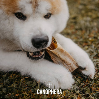 Dog chew made of sheep horn, beige horn being chewed by a white dog