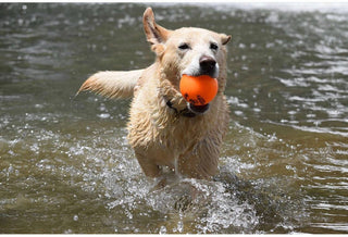 Fetch and Glow Ball Spunky Pup
