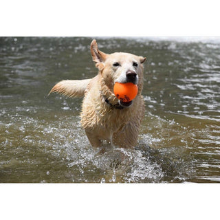Fetch and Glow Ball, orange ball in a wet tan dog's mouth while splashing through water.