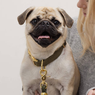 Olive Dog Collar The Foggy Dog