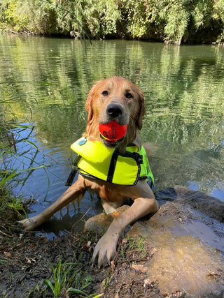Fetch and Glow Ball Spunky Pup
