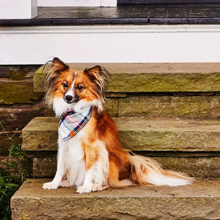 Regent plaid flannel holiday dog bandana on a fluffy brown-and-white dog sitting on stone steps